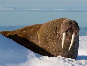brown rough-skinned mammal with tusks in arctic landscape