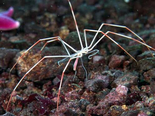 eight-legged creature with very skinny and long striped legs