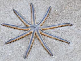 9-armed starfish