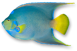 blue and yellow queen angelfish