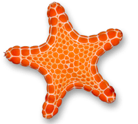 sea star