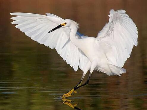 white bird with outstretched wingspan that has very long legs and yellow markings near eye and on feet