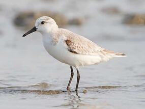 white and brown bird with thin beak wading in water