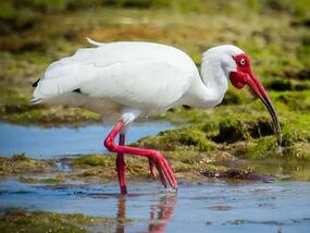 white bird with long red beak and skinny red legs wading in water
