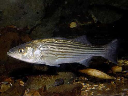 silver striped fish underwater