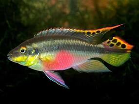 silver fish with rainbow colors on its underside and spots on fins