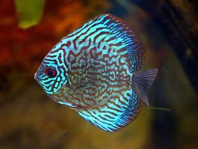 bright blue fish with orange pattern