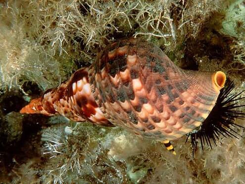 pointy sea shell ornate spotted pattern