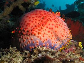 blob like sea creature with a pattern of red spots