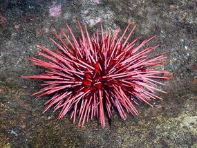 creature that looks like a ball of red spikes