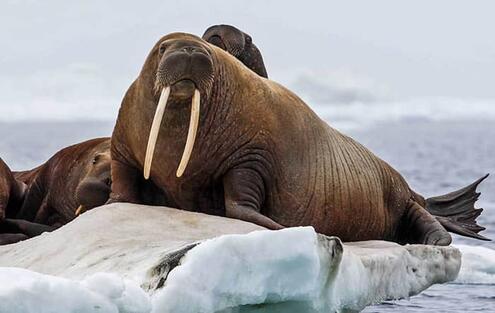 walrus