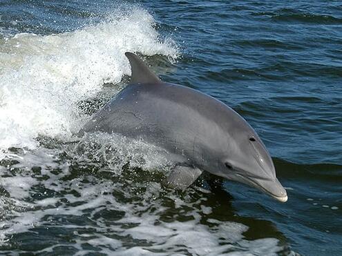 bottlenose dolphin surfing the wake of a boat