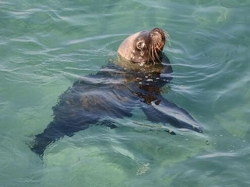 brown sea lion with head above water