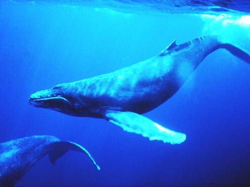 humpback whale diving underwater