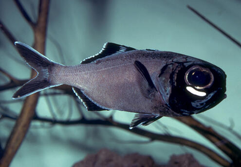 flashlight fish