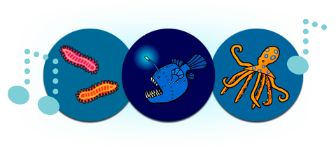 music notes with bermuda fireworks, angler fish, and blue-ringed octopus