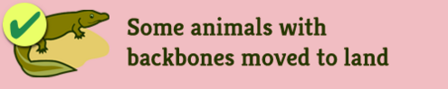 5-land-animal-horiz_full_990_checked