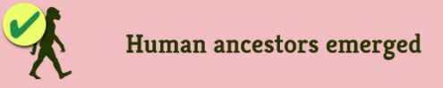6-hominid-horiz_full_990_checked