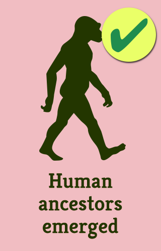 6-hominid-vert_full_495_checked