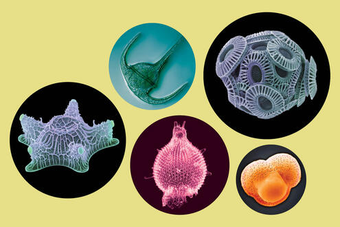 Five different protists. 