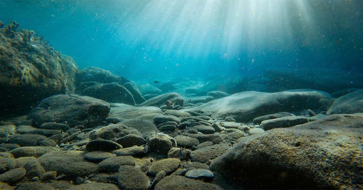 What Do You Know About Marine Biology? AMNH