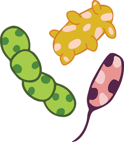 bacteria