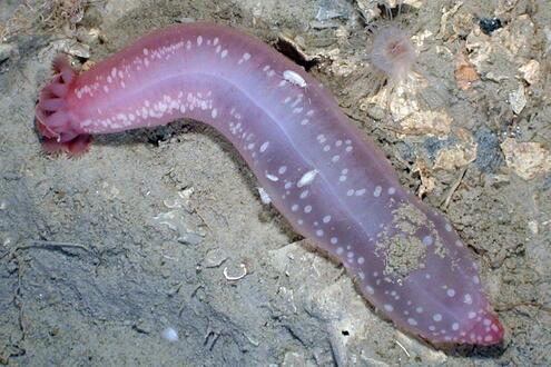 pink worm-like sea cucumber on sandy ocean floor