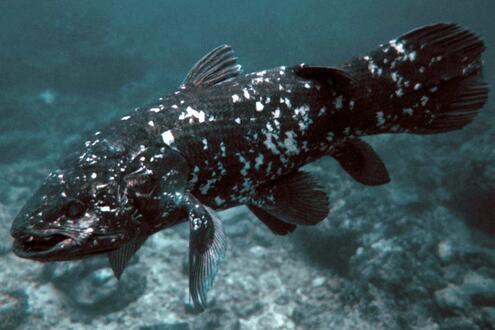 coelacanth swimming
