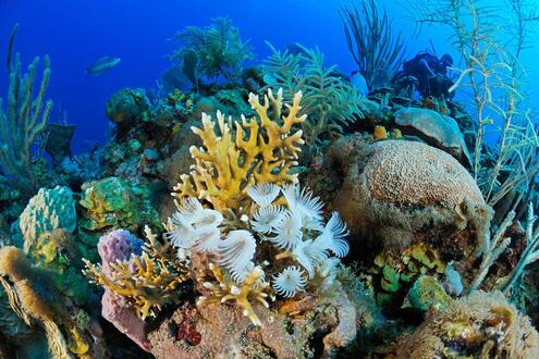 underwater scene with a colorful variety of corals, anemones, and fish