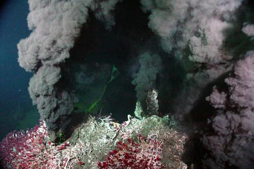 clusters of giant tubeworms growing near vents that spew dark plumes