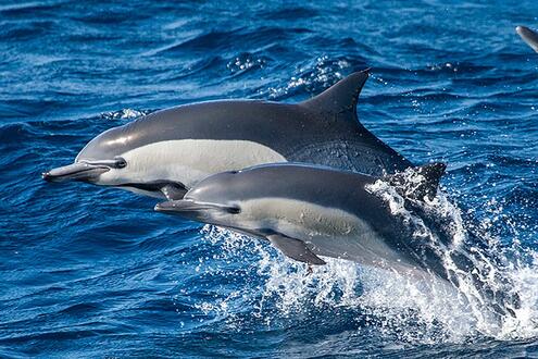 two dolphins jumping out of water