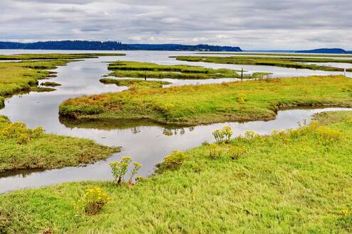 marshy shoreline