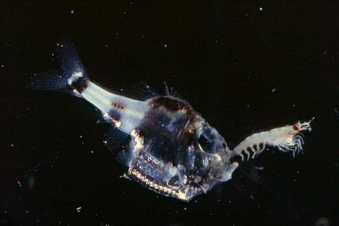 transparent hatchetfish eating its prey