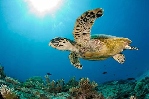 hawksbill sea turtle swimming above a coral reef