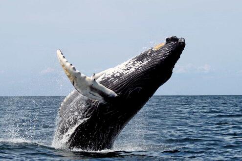 humpback whale breaching