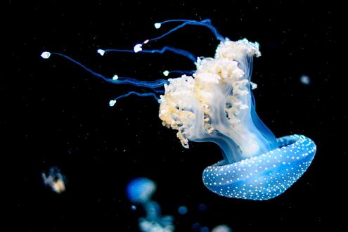 blue jellyfish underwater