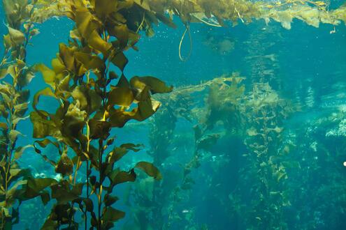 underwater scene with giant kelp