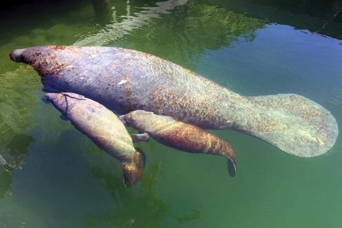 manatee swimming with two calves