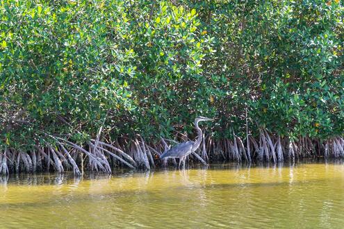 bird wading among mangrove trees