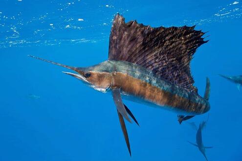 marlin swimming in the ocean