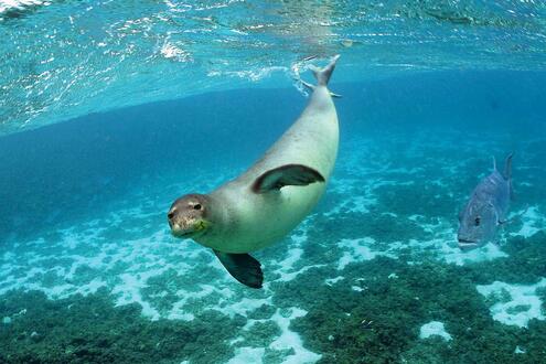 monk seal swimming in the foreground, with sand, seaweed, and a fish in the background