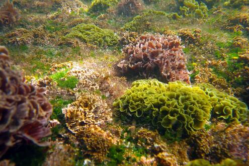 seaweed in shallow water