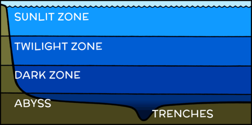 vertical cross-section of the ocean showing the zones