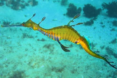 swimming seadragon