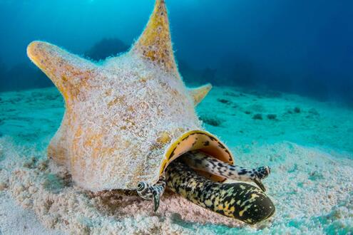 queen conch underwater, moving across sand