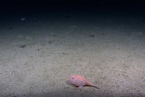 sandy sea floor with bizarre-looking pink marine animal in foreground