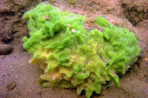 green sea sponge on sand