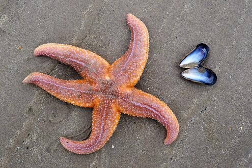 sea star on a beach, with empty mussel shell