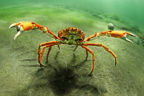 Spider crab with outstretched arms, walking on a sandy seafloor. spider crab with raised claws, standing on the seafloor