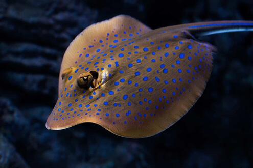 swimming eagle ray with fluorescent blue spots